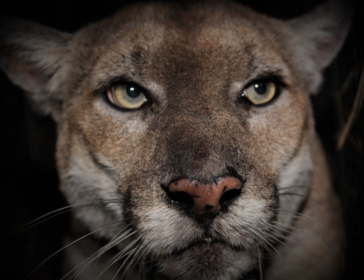 P 22 The Famous Mountain Lion Of Griffith Park Checks Out Healthy At 11 Years Old LAist RF 