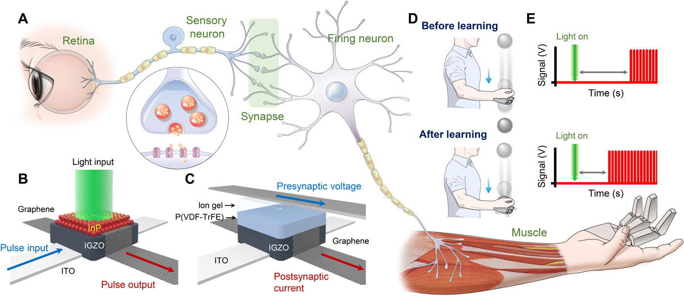 Artificial stimulusresponse system capable of conscious response RF